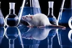 Genetic Models of Hypertension Inbred Rat Models Discovery of individual animals spontaneously having high BP without any surgical or pharmacological intervention