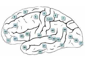 3 left right 4 Brodmann areas Divide brain based
