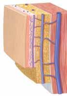 Superficial veins lie just below the skin. They carry blood from skin and surface tissues.