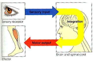 receptors monitor stimuli 2) integration: