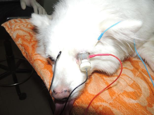 Prior to fundoscopy recording, the dog s pupils were dilted with short-cting mydritic 1% tropicmide, 30 min prior to exmintion nd fter proper focusing of the cmer, imge of the posterior segment ws
