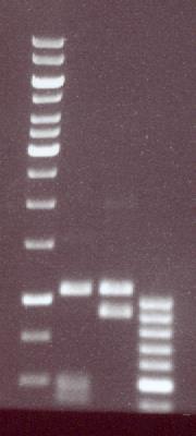 1 primer 2 5 UTR 3 UTR PCR/ ApoI PH-1 889 bp
