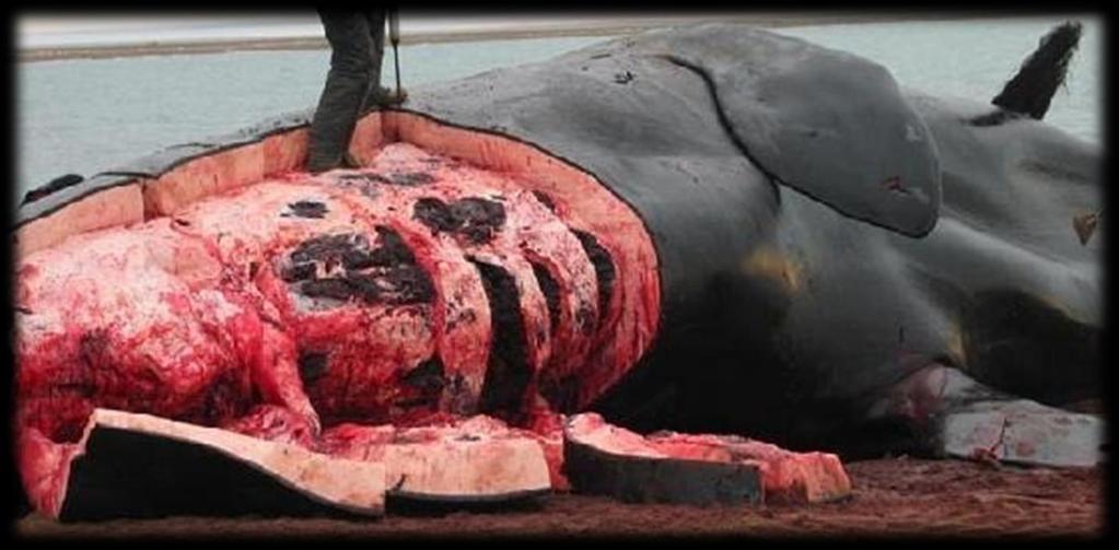 Marine Mammals Cetaceans: Do not