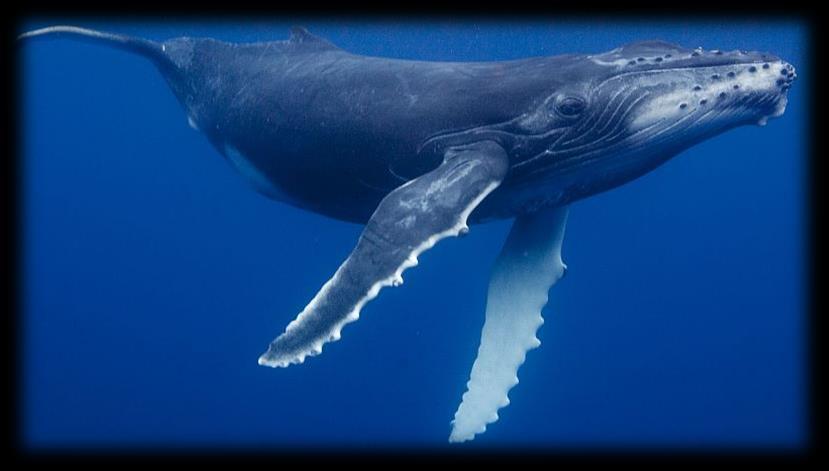 Marine Mammals Cetaceans.