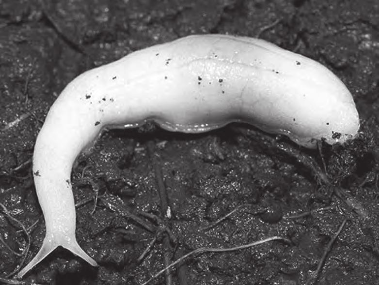 6. Ghost slug (Selenochlamys ysbryda) 9 Google images In 2008, a type of slug was discovered in a garden in Caerphilly, South Wales.