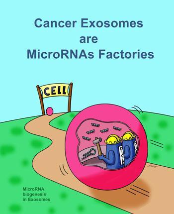 to be included in exosomes Exosomes perform cell-independent microrna