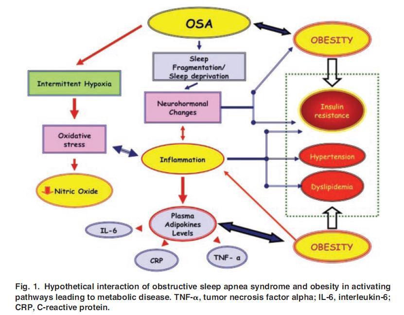 Metabolic morbidities OSA in adults well recognized In children discrepant findings Post-pubertal adolescents strong association between OSA and metabolic