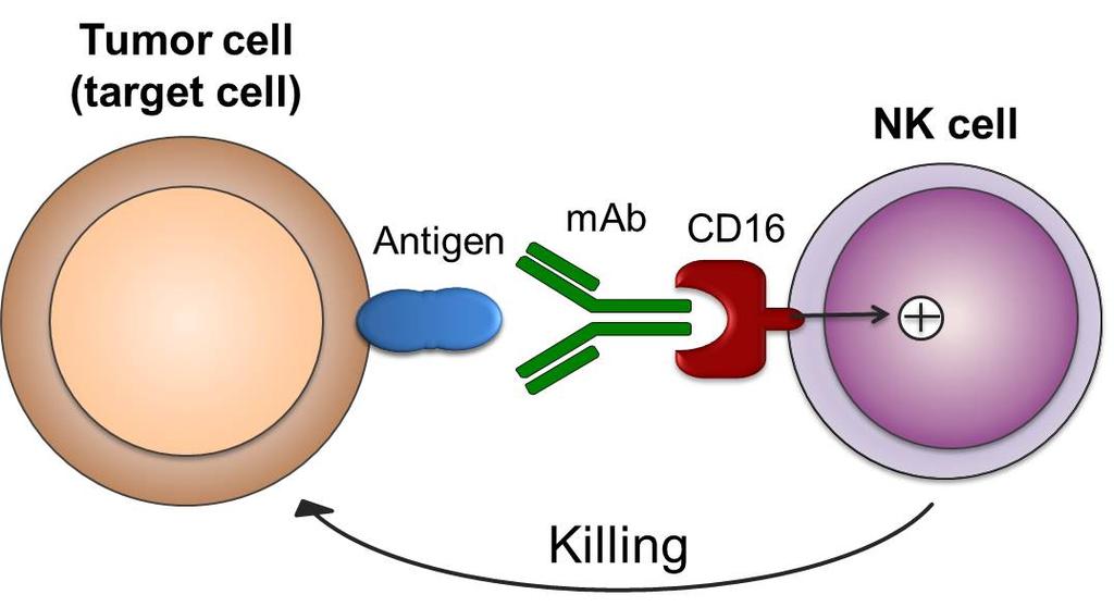 NAM-NK Immunotherapy NK cells infusion is a promising immune therapy for cancer: No