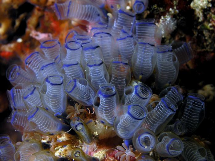 The function of the brain is to produce motor outputs Plants do not have a nervous system Tunicates (sea squirts) have a nervous system early in development.