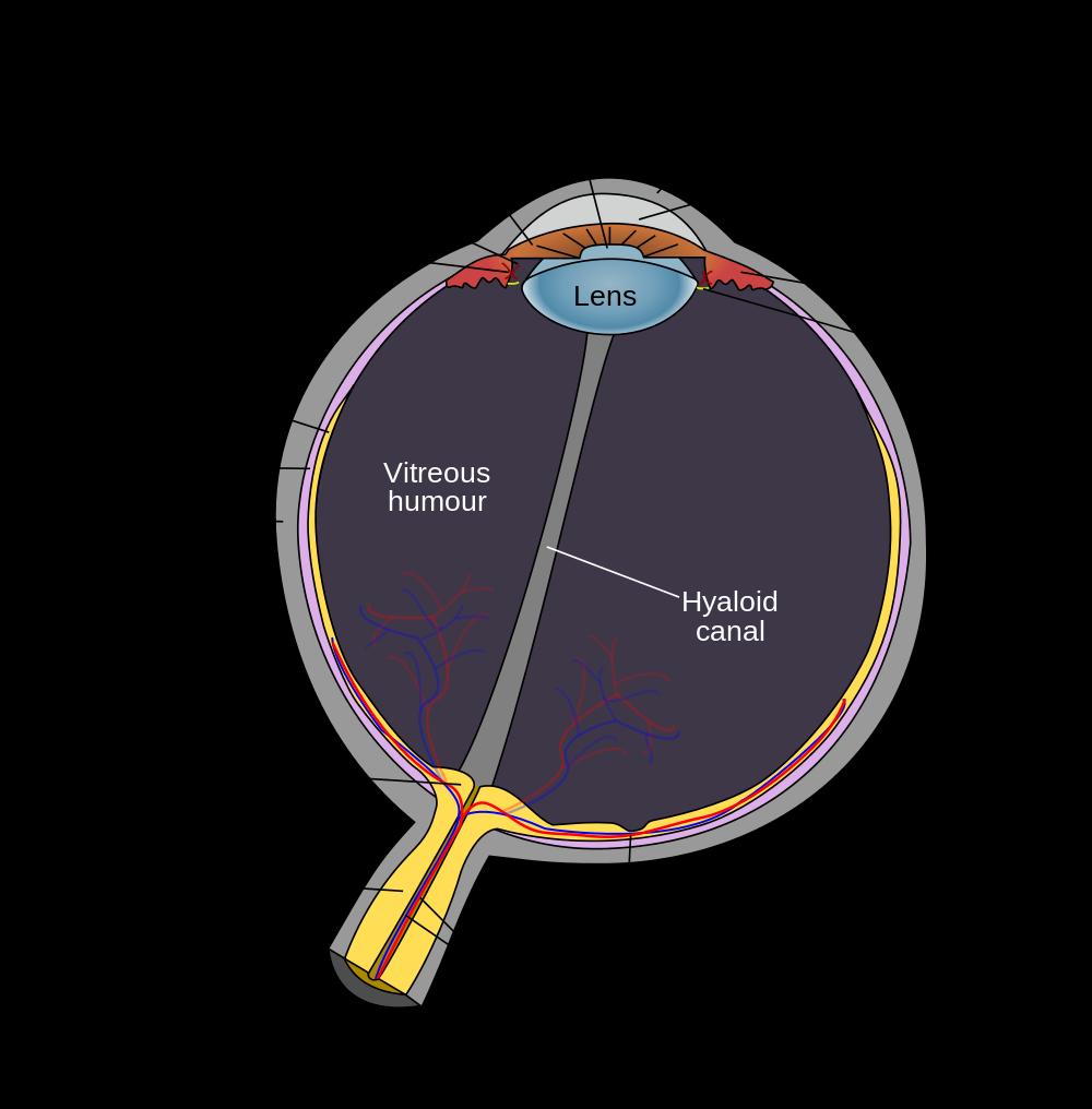 Human Eye via Wikimedia Commons