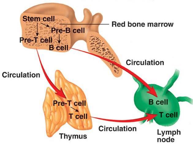 BONE MARROW THYMUS LYMPH NODES Bone Marrow: Where T-cells & B-cells begin and B-cells are educated Thymus: