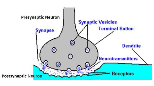 neurons (Figure 8).