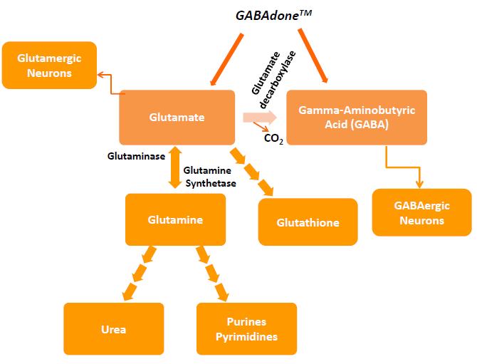 metabolic demand, the usual rate of synthesis is no longer sufficient and these nutrients become conditionally essential, requiring that supplemental amounts be consumed. Glutamate.