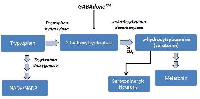 serotonin is further utilized as a precursor of melatonin, an increase in melatonin synthesis will impose a need for additional tryptophan.