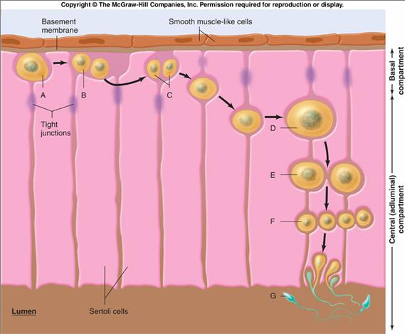 Figure 17-9 Sertoli cells support spermatogenesis in the