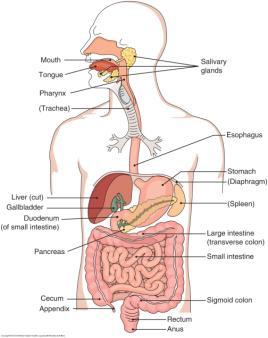 1. Three Main Functions Chapter 19: General Structure and Function of the Digestive System Digestion-breakdown of food into small particles for