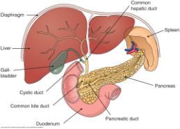 Digestive tract- alimentary canal; tube from mouth to anus (trace the pathway on your diagram sheet) 2. Two Groups of digestive organs b.