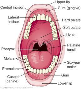 Organs of the Digestive Tract A. The Mouth - A.