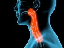 b. The Pharynx - Also called the throat, connects to esophagus Soft palate-skin at back/top of mouth Uvula- hangs