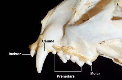 cut Canines - hold, tear Premolars