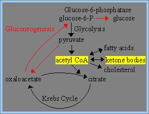 β Oxidation of Unsaturated Fatty Acids Unsaturated FA are common in nature Degradation requires two other enzymes in addition to the β-oxidation pathway enzymes: (1) Enoyl-CoA isomerase (2)