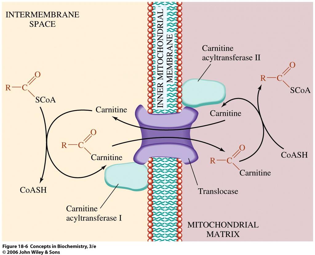 2. Transport of Fatty Acyl CoA into Mitochondria Activated acyl-coa freely diffuses through OMM into intermembrane space, however cannot pass IMM to be brought into mitochondrial matrix The carnitine