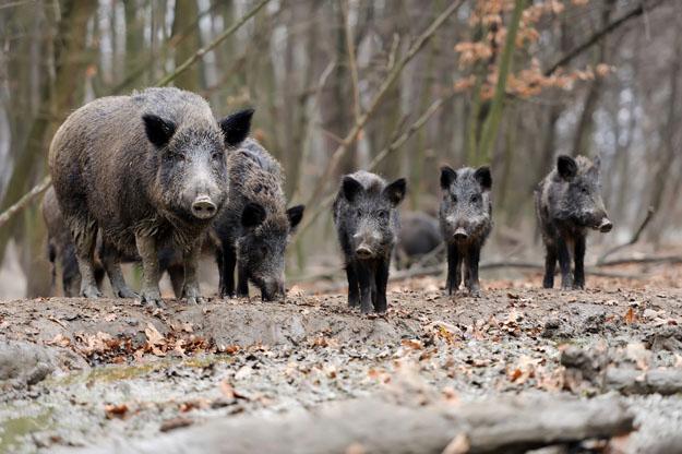 Update on epizootic situation ASF cases in wild boar in 2018 Since last PAFF 446 new
