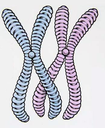 Meiosis Diploid cells (2n) have homologous chromosomes: a pair of