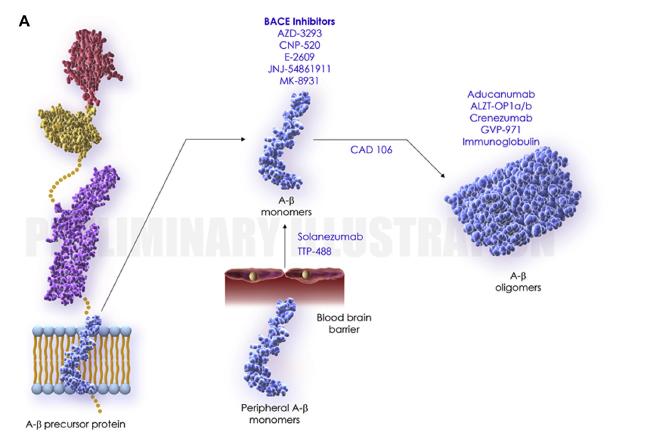 Proposed Biology of AD: Amyloid Cascade