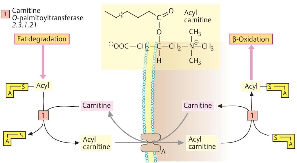 Transport of Fatty Acyl-CoA Oxidation of fatty acids occurs in the mitochondria.
