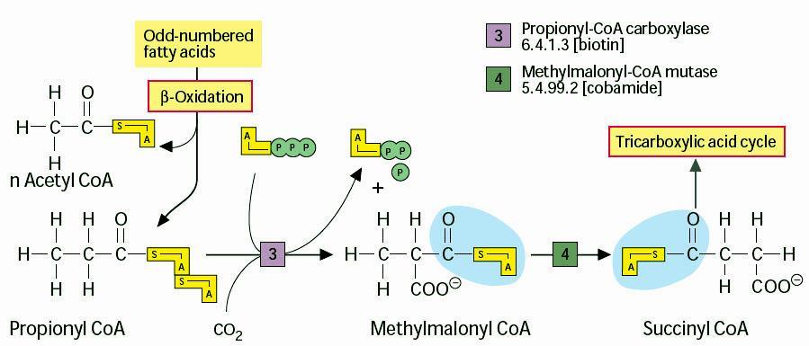 Degradation of odd-numbered fatty acids Fatty acids with an odd number of C atoms are broken down by b oxidation. In the last step, propionyl CoA arises instead of acetyl CoA.