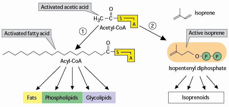 Acetyl-CoA Metabolism