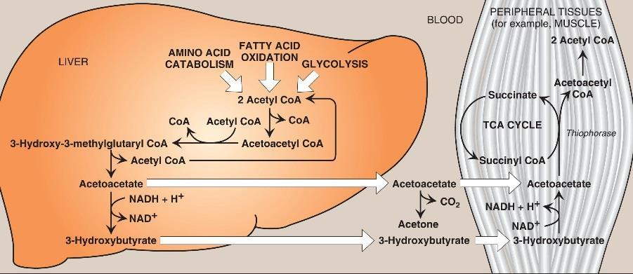 Ketone bodies in the organs: overview