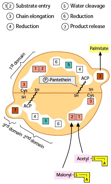 Fatty Acid Synthase (Palmitoyl synthase) Multifunctional enzyme. Located in the cytoplasm requires acetyl CoA as a starter molecule.