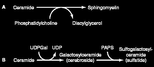 Cerebroside Biosynthesis