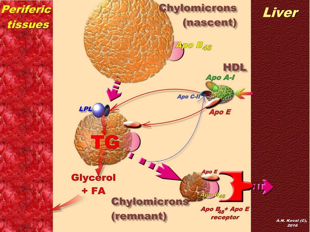 FFA Transportation and Absorption The triacylglycerol components of VLDLs and chylomicrons are hydrolyzed to free fatty acids and glycerol in the capillaries of adipose tissue and skeletal muscle by