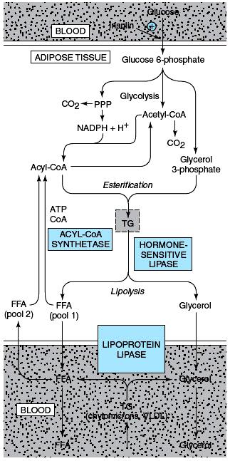 Metabolism in Adipose Tissue ACTH, TSH, glucagon, epinephrine, norepinephrine, vasopressin
