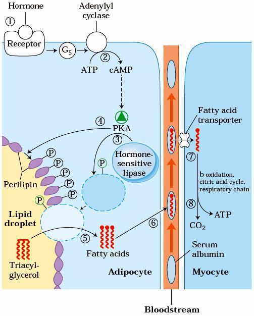 TAG Mobilization Low levels of glucose in the blood trigger the release of glucagon, the hormone binds its receptor in the adipocyte membrane and thus stimulates adenylyl cyclase, via a G protein, to
