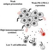 Weak antigen presentation Weak PD-1/PD-L1 expression Immunotherapy High immunosuppressive