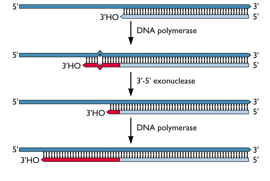 Mechanisms of drug resistance DNA viruses: most DNA polymerases can excise and replace misincorporated nucleotides