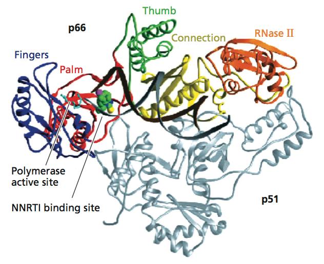 Non-nucleoside RT inhibitors (NNRTI) nevirapine (Viramune) delavirdine efavirenz