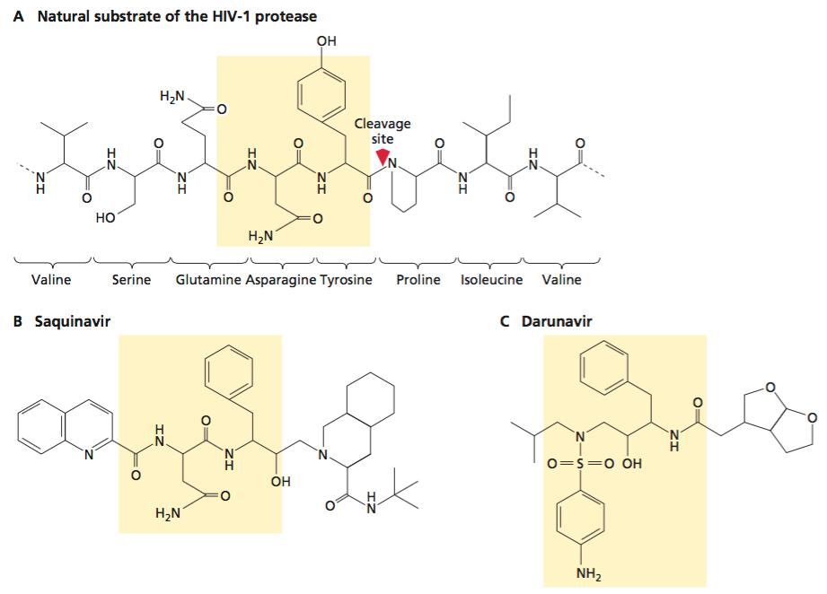 Antiviral drugs that target HIV protease