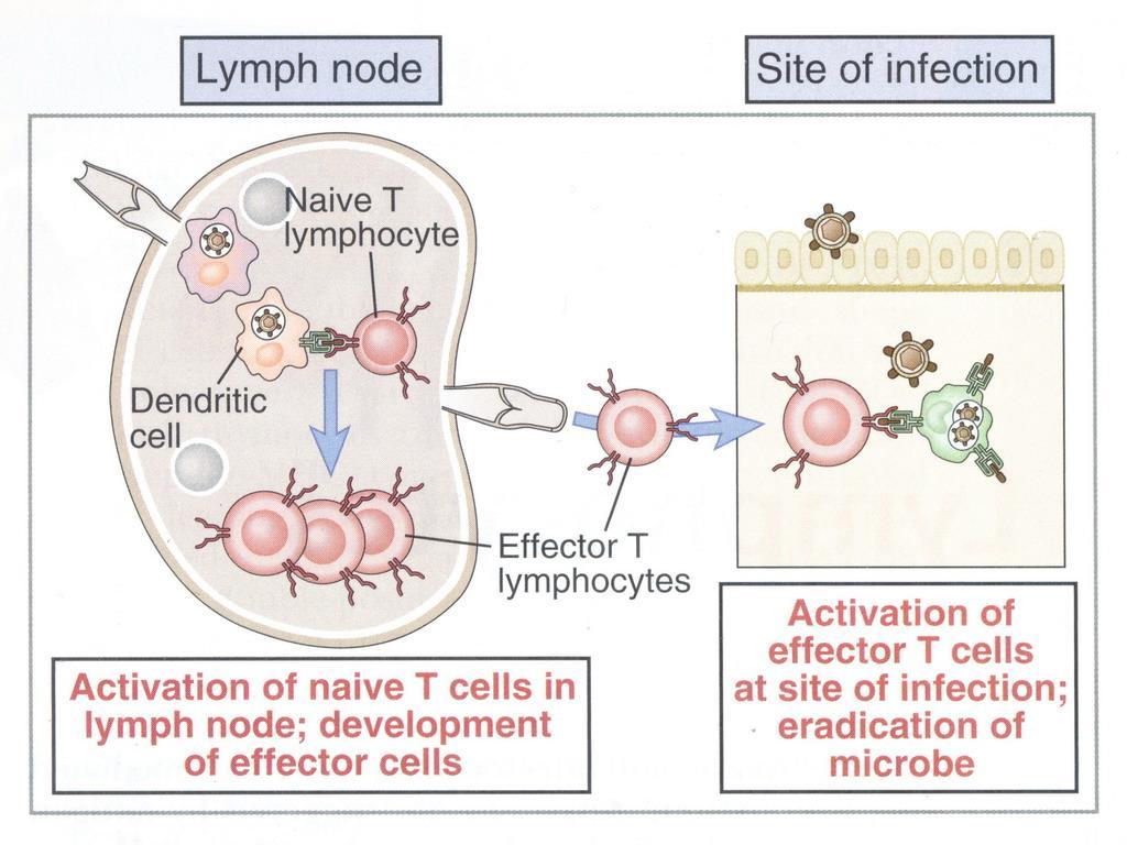 Adaptive immune response is initiated by