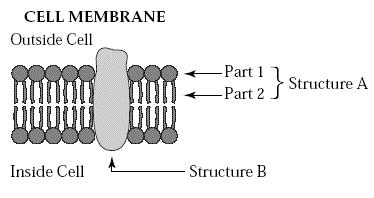 UNIT EXAM 3 1. Lipids are made in the a. smooth ER. b. plasma membrane. c. lysosome. d. rough ER. 2. The organelle that determines what enters/exits the cell is the a. golgi apparatus. b. nucleus. c. mitochondria.