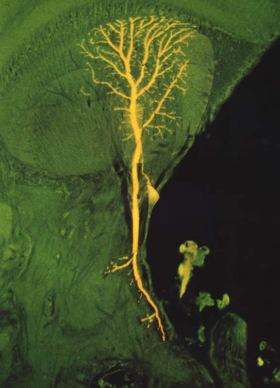 processes Principal structures of a neuron