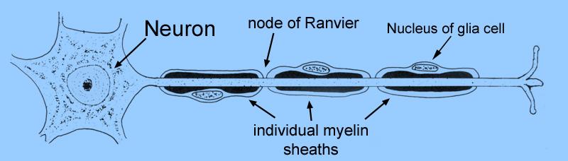 Cell with myelin The myelin sheath along a myelinated CNS axon is composed of sections of myelin made from a number of