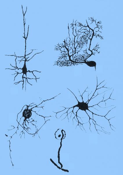 Cell types But, neurons are remarkable for their polarity.