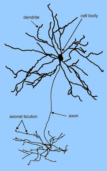 Parts of the neuron Among all the cells in" our body, only neurons" have axons.