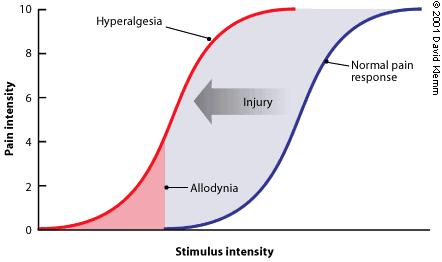 PATHOPHYSIOLOGY OF POSTOPERATIVE PAIN Surgical incision is a traumatic event