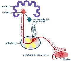 The inflammatory response activates peripheral nociceptors that transmit